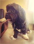 daycare pic - tucker pet taxi